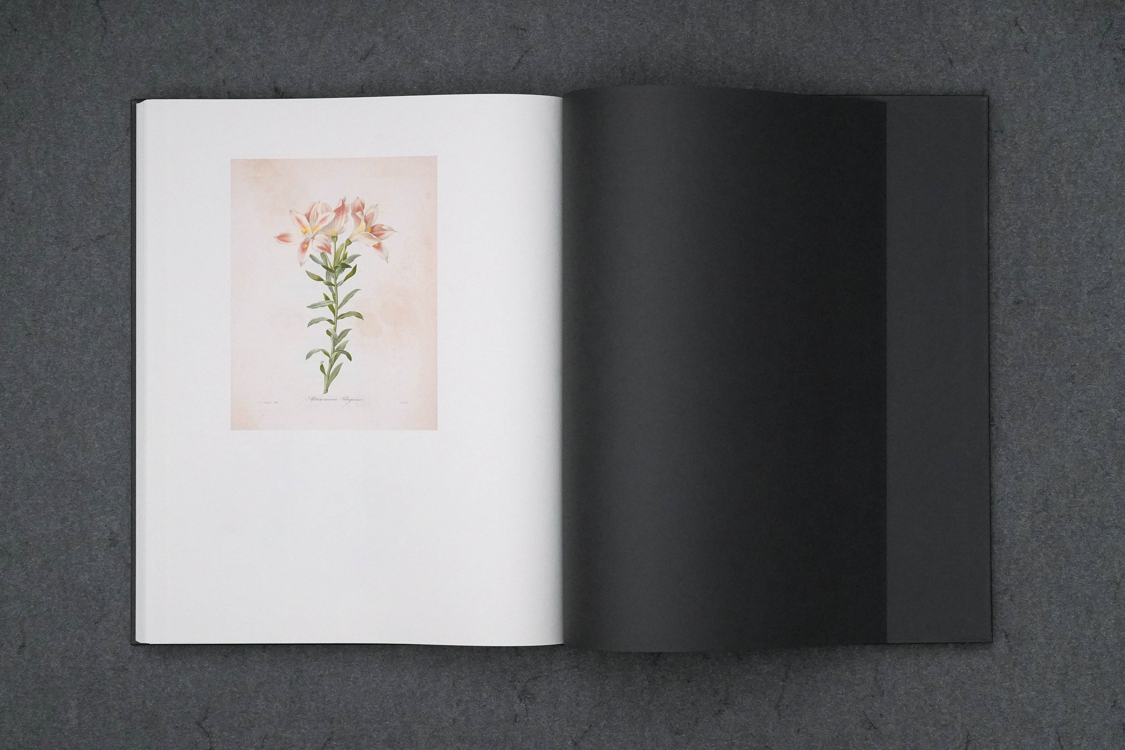 Martin Robert Lutz – Grafikdesign und Buchgestaltung