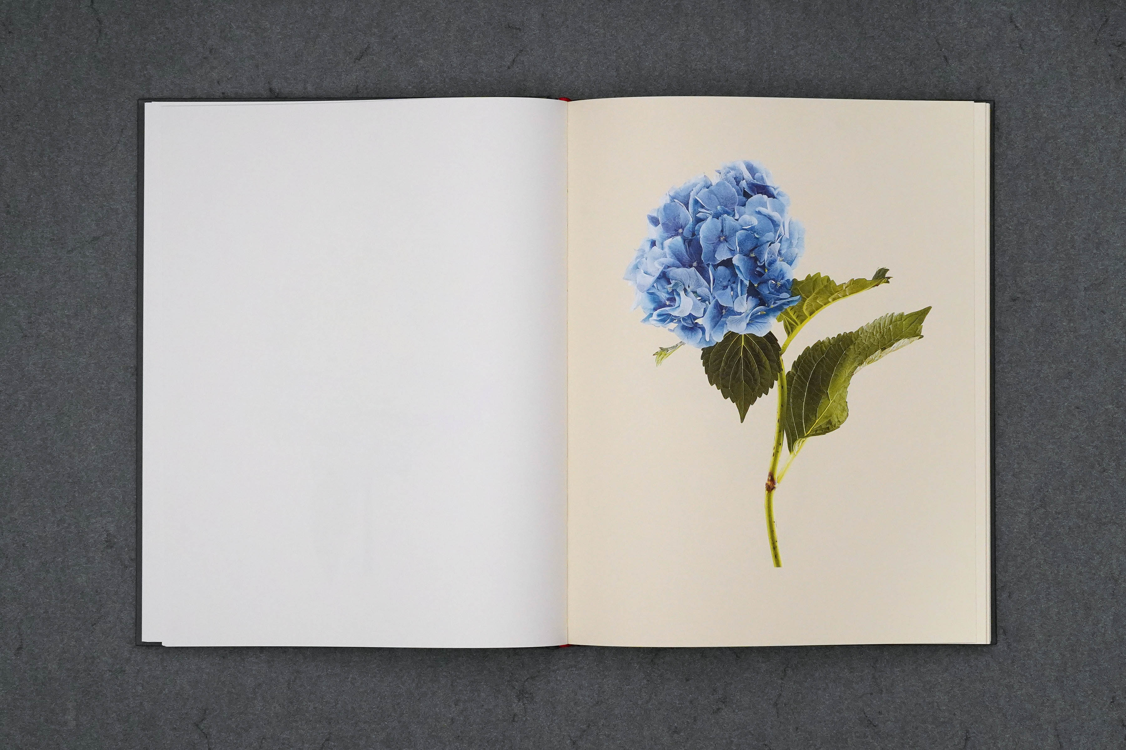 Martin Robert Lutz – Grafikdesign und Buchgestaltung