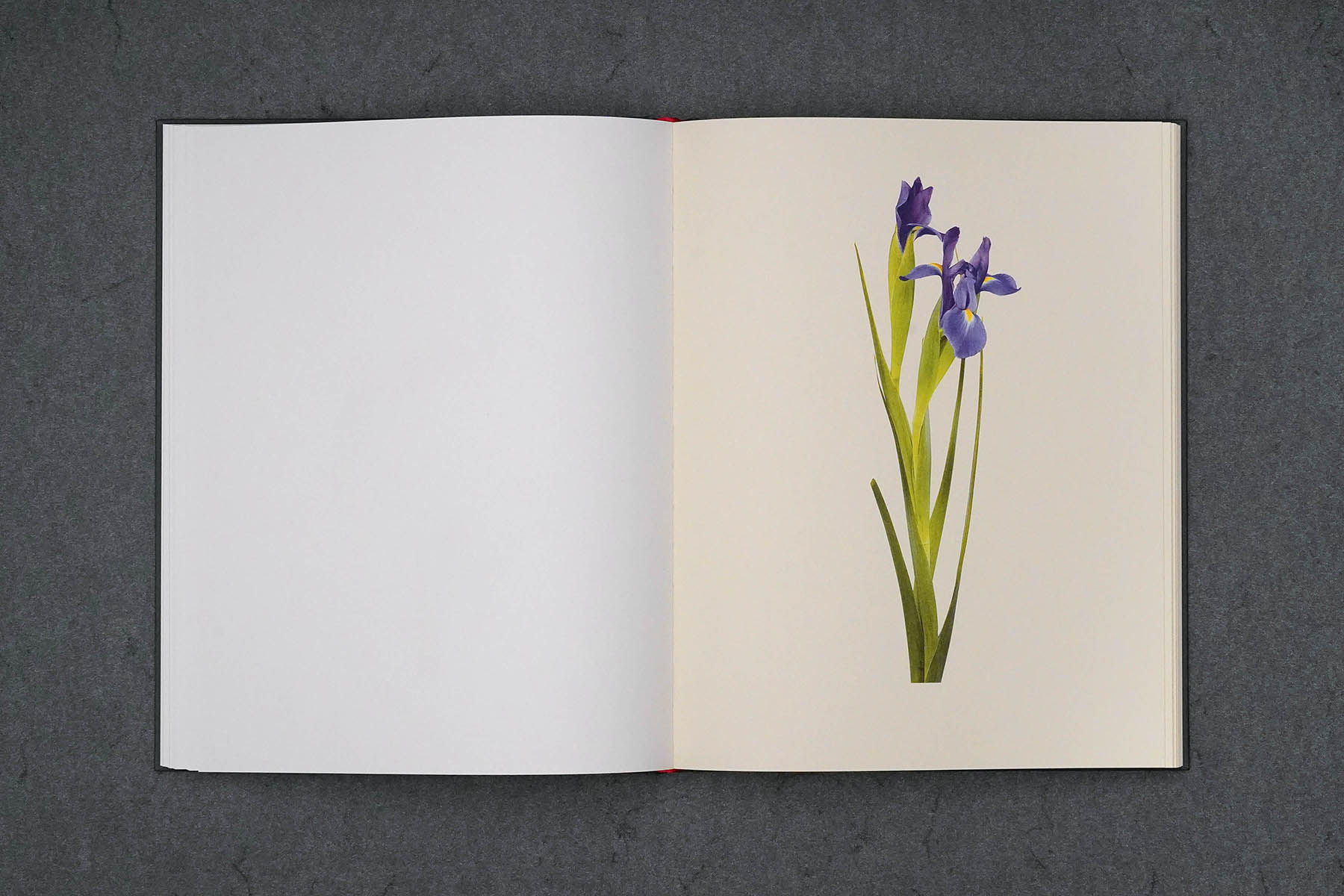 Martin Robert Lutz – Grafikdesign und Buchgestaltung