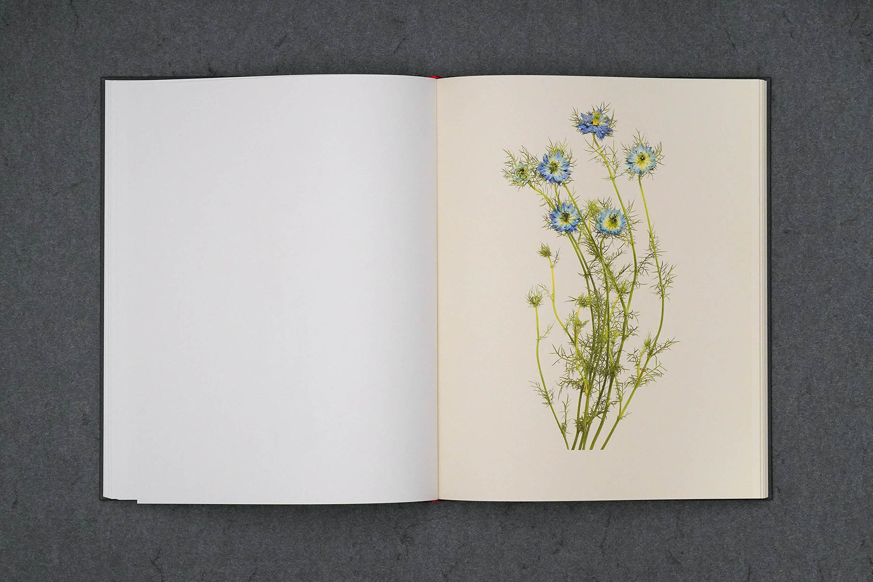 Martin Robert Lutz – Grafikdesign und Buchgestaltung