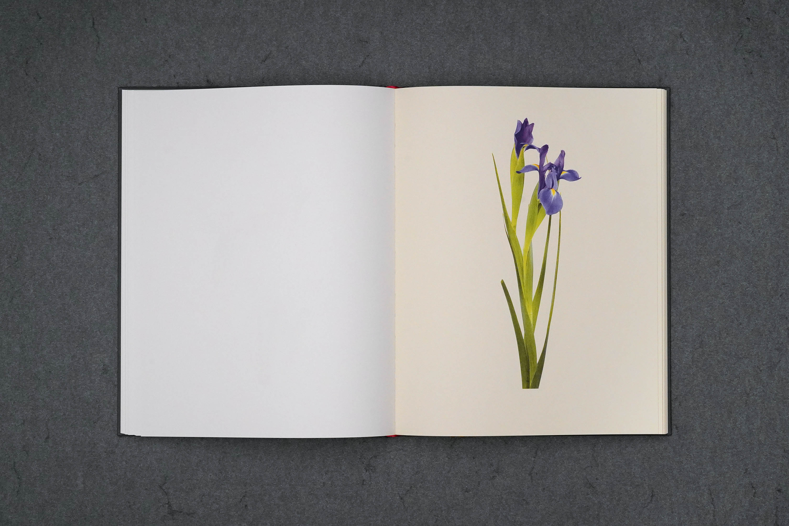 Martin Robert Lutz – Grafikdesign und Buchgestaltung